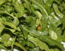 Linguine al pesto di rucola