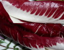 Cannelloni con radicchio trevigiano