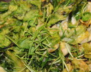 Insalata in sfoglia